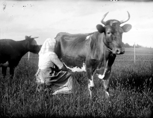 vintage-sweden:Woman milking a cow. Sweden.