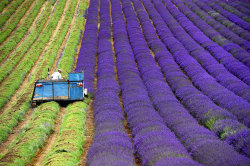 irljotarokujo:  boredpanda:    The Hypnotizing Beauty Of Harvesting Lavender    I didn’t know farming was so aesthetic 