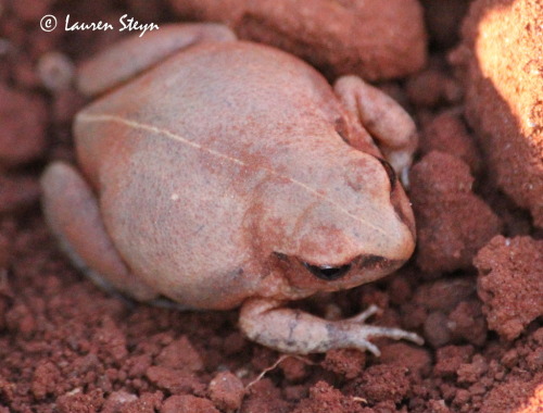 I, too, make this face when rudely woken up from my soil nap. This common squeaker [Arthroleptis ste