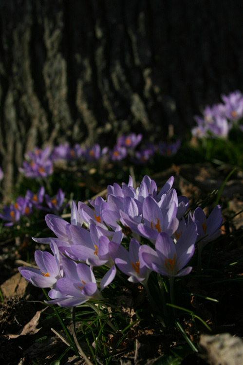 blooms-and-shrooms:All The World’s A Stage by vikingjon