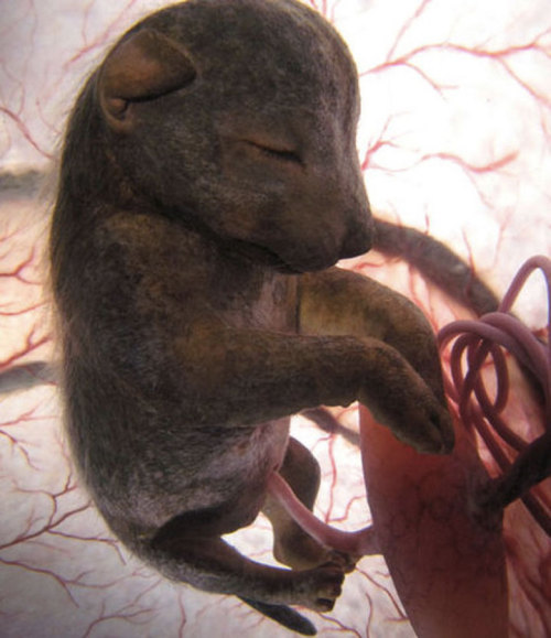 scienceisbeauty:  Cute. Unborn animals in the womb: dolphin, leopard, tiger shark, elephant, bats and chihuahua. (via ViralNova) 