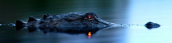 awkwardsituationist:  an alligator has a