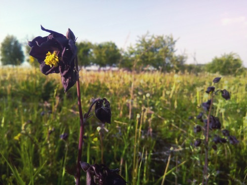 (Aquilegia) .