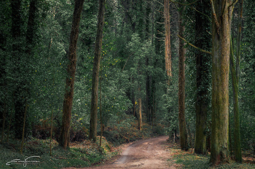 Forest Path by Jorge Verdasca - youtube