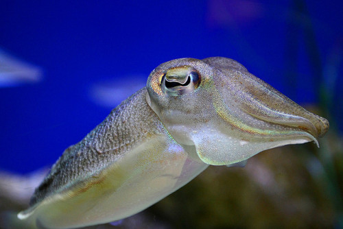 coolthingoftheday:TOP TEN COOLEST ANIMAL EYES 1. Gecko 2. Tarsier 3. Gharial (a member of the croc