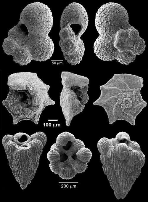 These microscopic beauties are foraminifera—single-celled organisms that live in the ocean. Since th