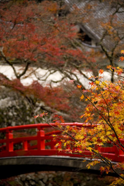 miizukizu:  By : Stefan Lins(Do not remove