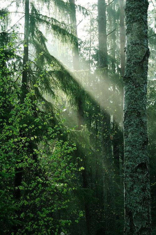 spiritofthewoodlands:tk050 by Tomasz Kołodziejczak on Flickr