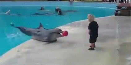cute-overload:  Dolphin and a boy playing with a ballhttp://cute-overload.tumblr.com