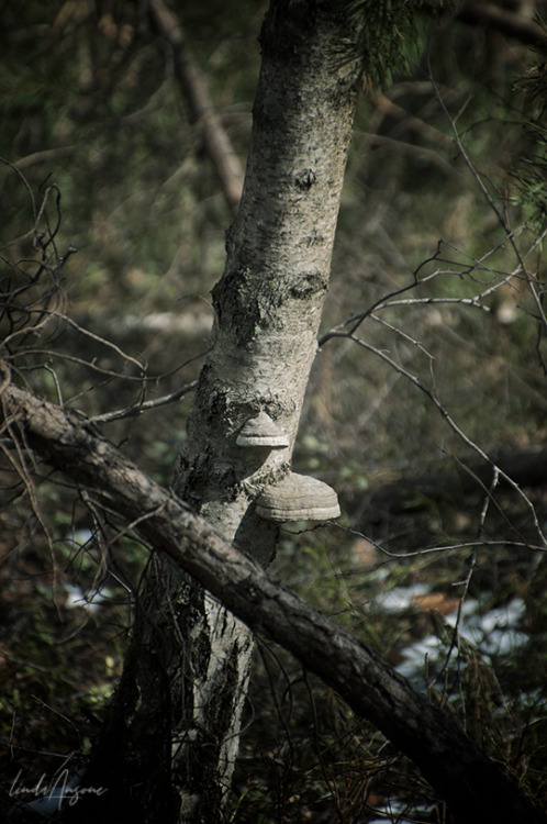 birch trees