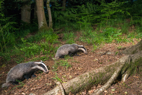 Porn Pics :  Badgers by James Warwick 