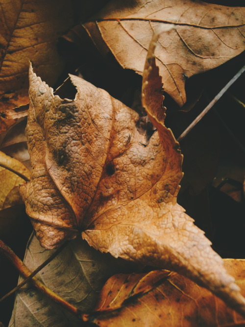 capturedbysam:  Sam Halladay Flickr | Society6 | Instagram