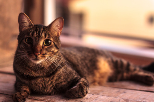 arturvsphotography:Couldn’t sleep this night, but at least I got some golden hour cat pics