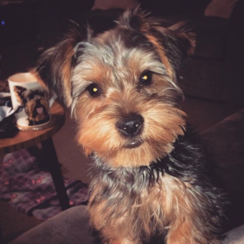 Buttons is getting so big now, everything is coming together now.  ______ #yorkie #yorkshireterrier 