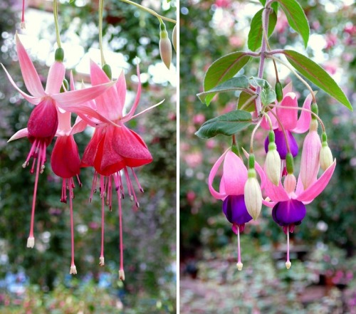 floralls:富士國際花園 (Fuji International Garden) by William Lai