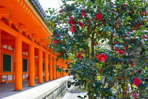 chitaka45: 京都 三十三間堂 河津桜 桜2020 kyoto sanjusangendo cherry blossoms