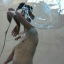 spiralbeetle
