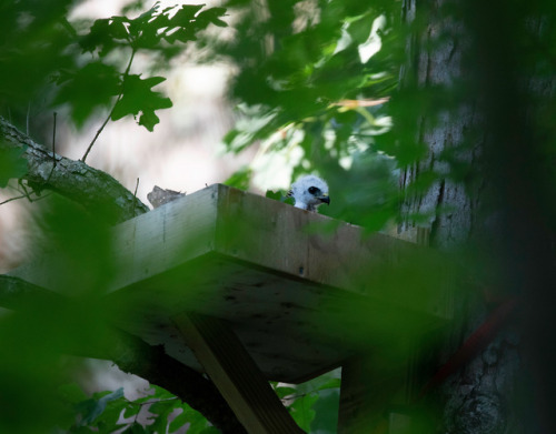 crc-rehab-blog:Mississippi Kite Re-NestingWe admitted a juvenile Mississippi Kite on Sunday AM that 