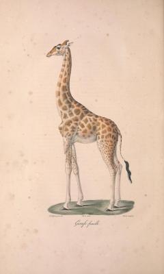 heaveninawildflower:  Giraffe (female). Plate