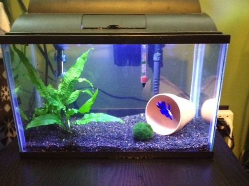 How to Set up a Beautiful Betta Fish Tank