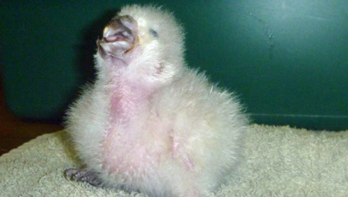 221cbakerstreet:tamorapierce:mothernaturenetwork:Endangered bird hatches from egg held together with