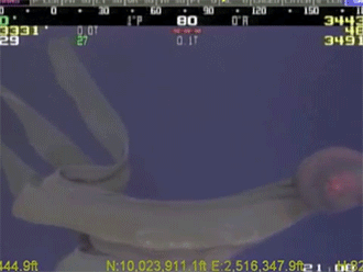 sizvideos:   Stygiomedusa Gigantea Captured on Video at 3330’ sub sea Video 