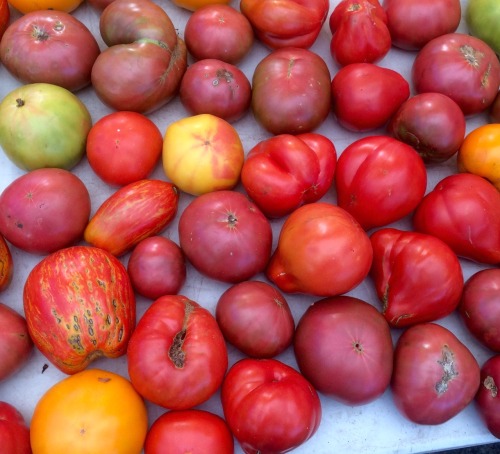 Tomatoes, Farmer’s Market, Fairfax City, 2015Remember the days when nothing less than a perfec