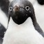 gaypenguinrock