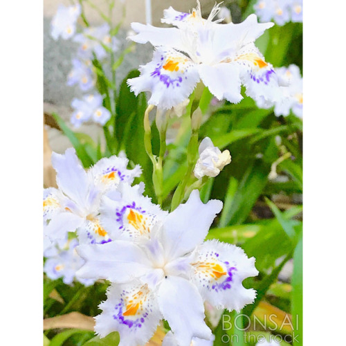 シャガ（射干、著莪） ‘SHAGA’, Iris japonica (fringed iris, butterfly flower) 2018.4.28 撮影（5 photos