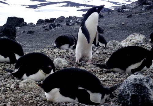 This afternoon I had my first ever helicopter ride out to the beautiful Cape Royds penguin colony, t