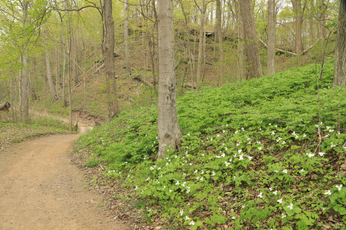 vandaliatraveler:Part 2 of 2: The rich floodplain forest along the Monongahela River at Friendship H