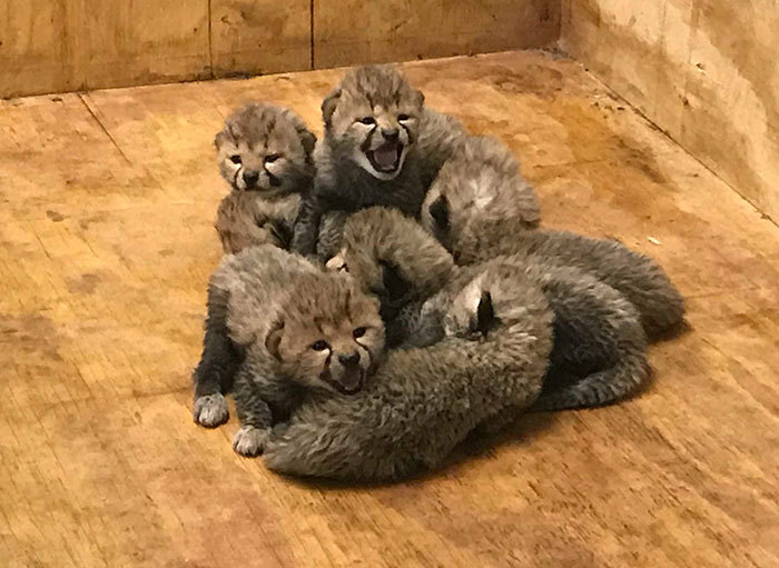 sixpenceee:  Bingwa, a cheetah, gave birth to three boys and five girls. So cute!