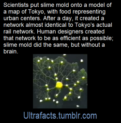 ultrafacts:   When the researchers place