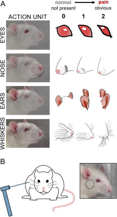 cypric-rat-hyperfixation:Rat grimace (facial expression of pain) guides1  2  34Here’s an in-depth PD