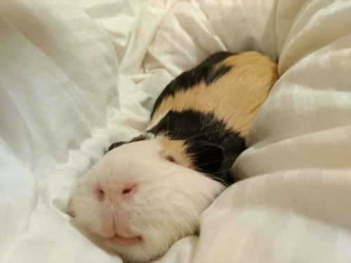 daysofourpigs: Activate: SMOOSH