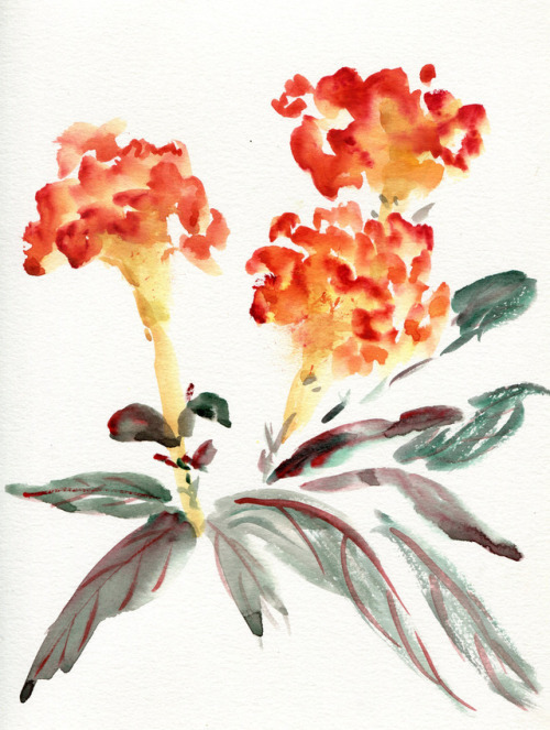 havekat:  Cockscomb  Watercolor and Chinese Ink On Paper  2015, 9″x 12″  Celosia,