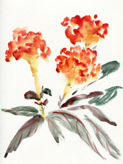 havekat:  Cockscomb  Watercolor and Chinese