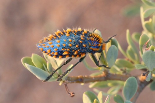 onenicebugperday: Brush jewel beetle, Julodis viridipes, BuprestidaeFound in South AfricaPhoto