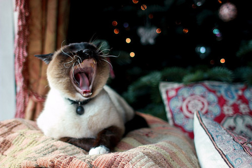 Feline Festive Ennui by Kyre Wood on Flickr.