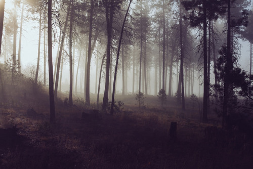 Forest Fog by Colton McCoy on Flickr.