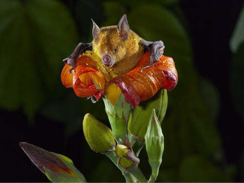 A pollen-gilded bat (Phyllonycteris poeyi) emerging from a flower of the blue mahoe tree (Talipariti