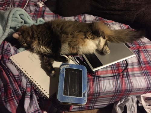 koushimi:when your kitty really wants you to stop drawing