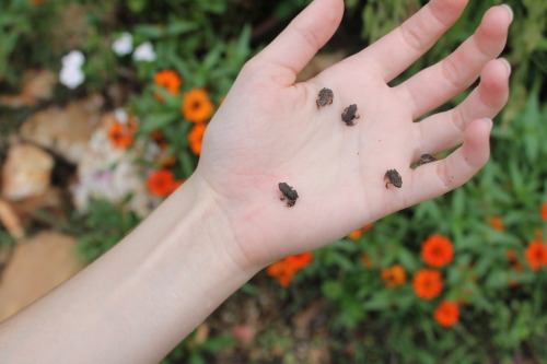 lunarpetals:there were so many of these little babies in my pool after a storm so i took them out an