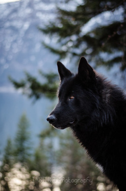 zooophagous:  weaselwoman:  zooophagous:  handsomedogs:  instinct-photography&rsquo;s Alaskan Noble Companion Dog, Yarrow. (previously submitted)  ANCD’s are wolfdogs, albeit a line of specially bred wolfdogs turned into a “breed.” Just so everyone’s