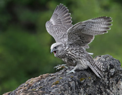 lotsandlotsofbirds:  thalassarche:   Gyrfalcon