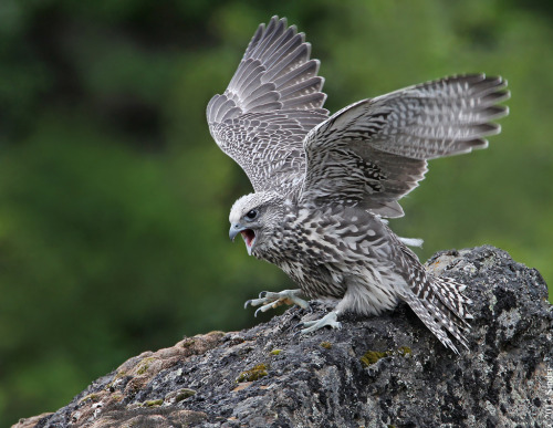 thalassarche:Gyrfalcon (Falco rusticolus) - photo by Sindri Skúlason