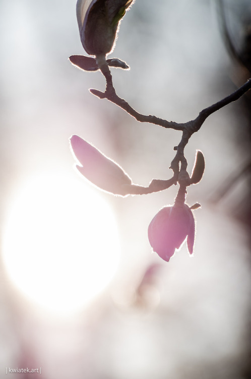 kwiatek: Sunset and Magnolia | Details || № I-III | Munich, March 2019