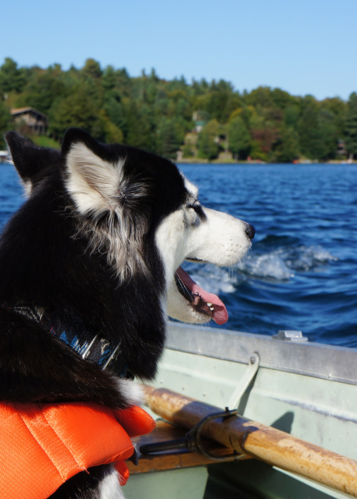 borisandtasha: I’m on a BOAT mother pupper!Custom collar by k9creations, get 15% off with code