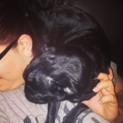 Mommy, look at me! Im a parrot! Lemme snot in your face real quick, I hear it&rsquo;s good for your skin! #puglove #parrotpug #pugsofinstagram #instadog #instapug #lovepug #rudelittledog #blackpug #snottydog
