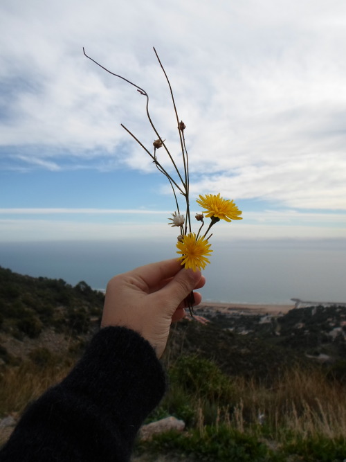 bonjourcamila:picked some flowers